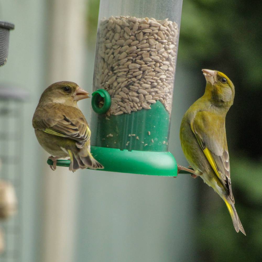 Greenfinch on a feeder